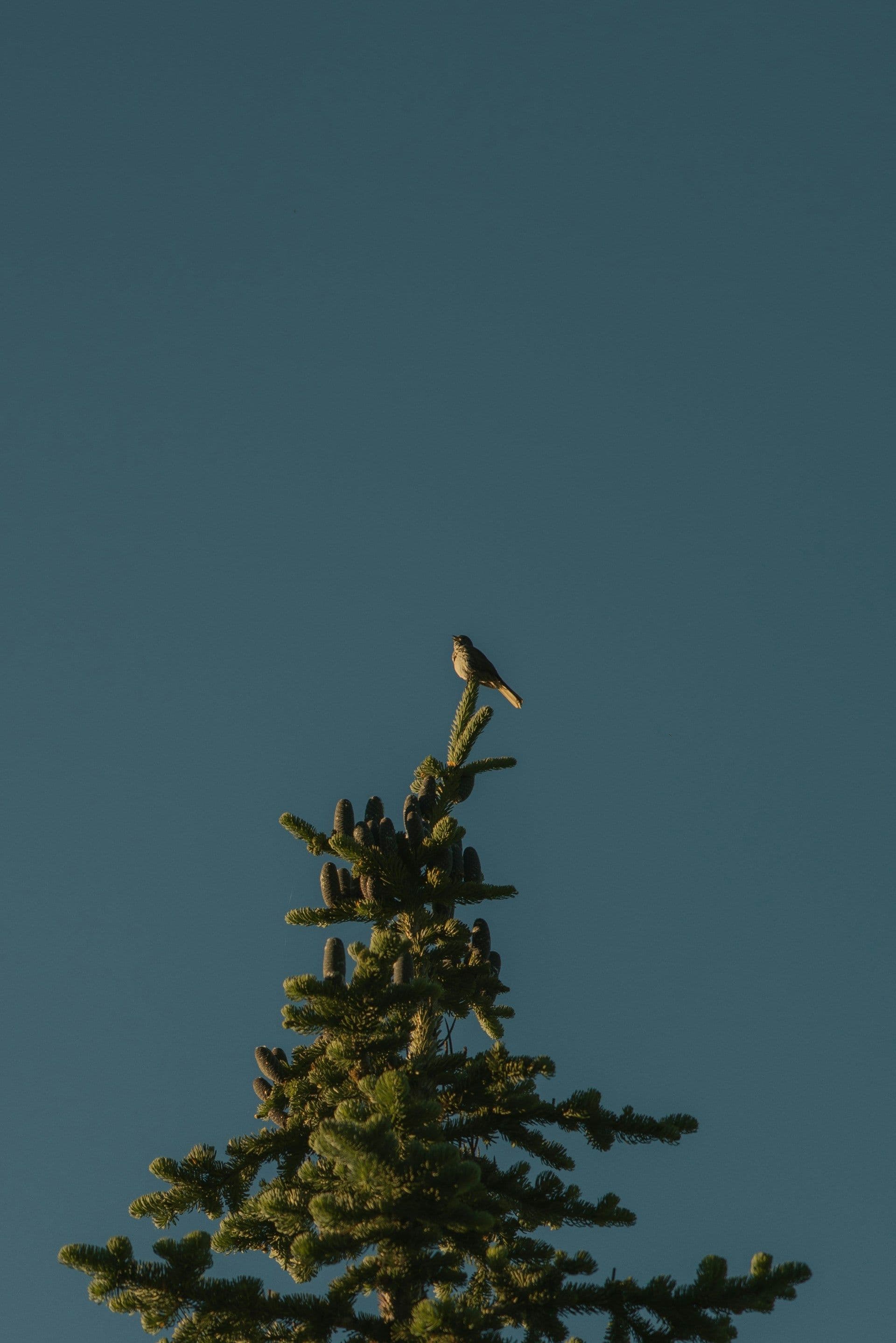 Vogel auf der Baumkrone